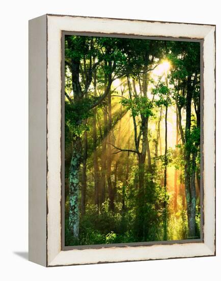 Sunbeams Through the Trees-null-Framed Premier Image Canvas