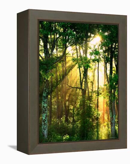 Sunbeams Through the Trees-null-Framed Premier Image Canvas