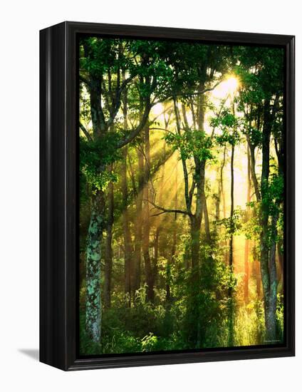 Sunbeams Through the Trees-null-Framed Premier Image Canvas