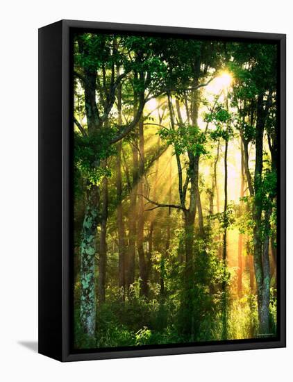 Sunbeams Through the Trees-null-Framed Premier Image Canvas