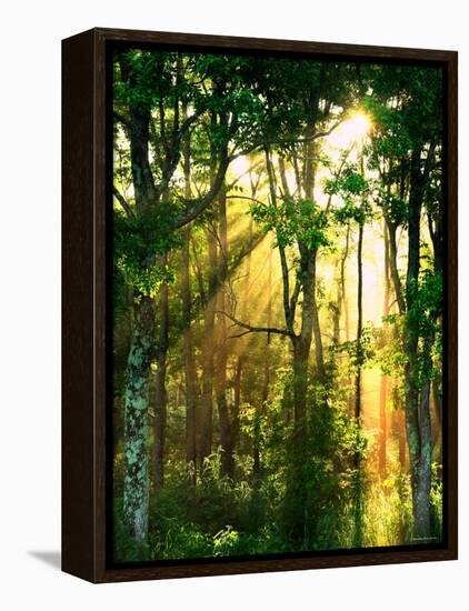 Sunbeams Through the Trees-null-Framed Premier Image Canvas