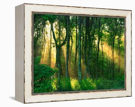 Sunbeams Through the Trees-null-Framed Premier Image Canvas