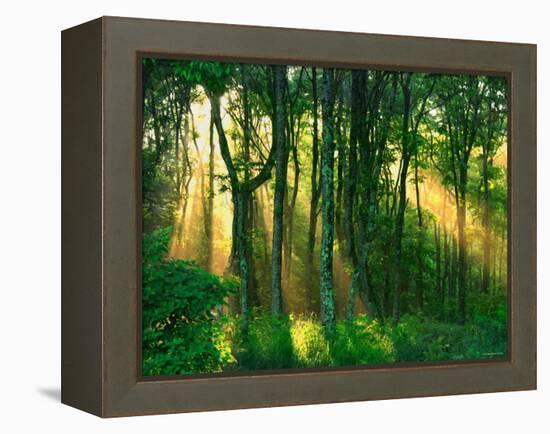 Sunbeams Through the Trees-null-Framed Premier Image Canvas