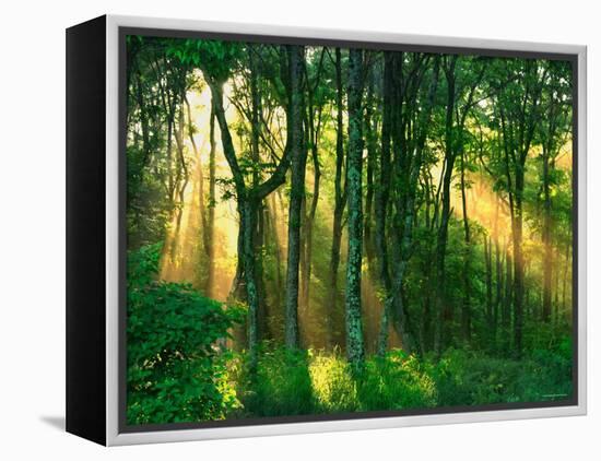 Sunbeams Through the Trees-null-Framed Premier Image Canvas