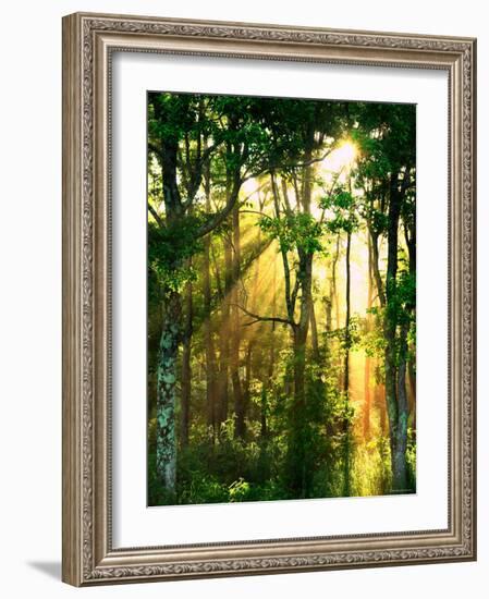 Sunbeams Through the Trees-null-Framed Photographic Print