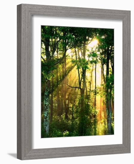 Sunbeams Through the Trees-null-Framed Photographic Print