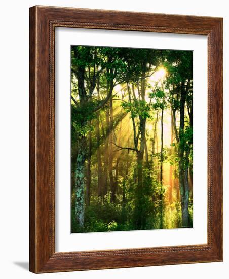 Sunbeams Through the Trees-null-Framed Photographic Print