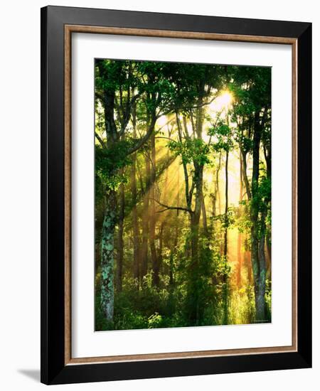 Sunbeams Through the Trees-null-Framed Photographic Print