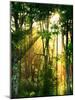 Sunbeams Through the Trees-null-Mounted Photographic Print