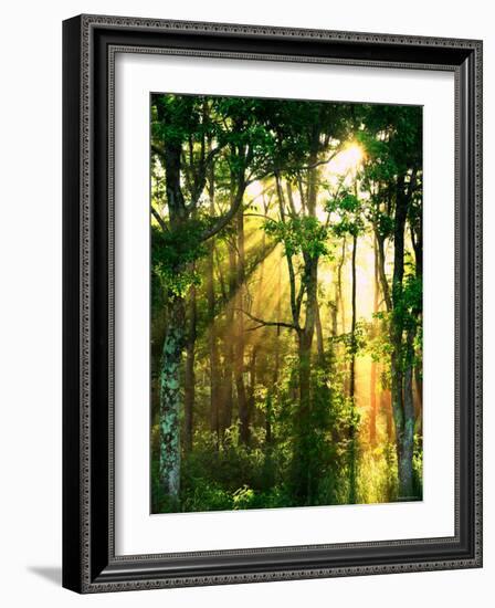 Sunbeams Through the Trees-null-Framed Photographic Print