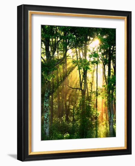 Sunbeams Through the Trees-null-Framed Photographic Print