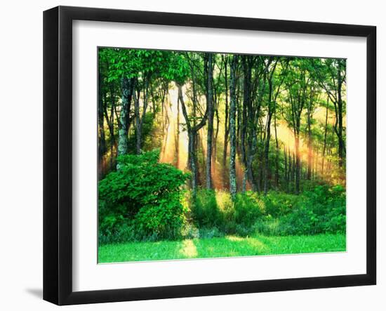 Sunbeams Through the Trees-null-Framed Photographic Print