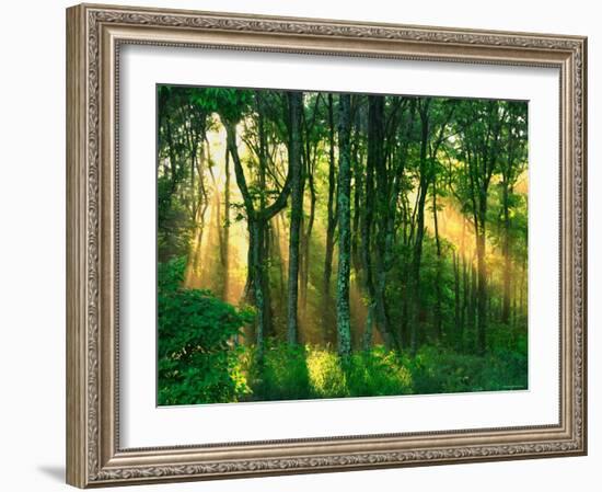 Sunbeams Through the Trees-null-Framed Photographic Print