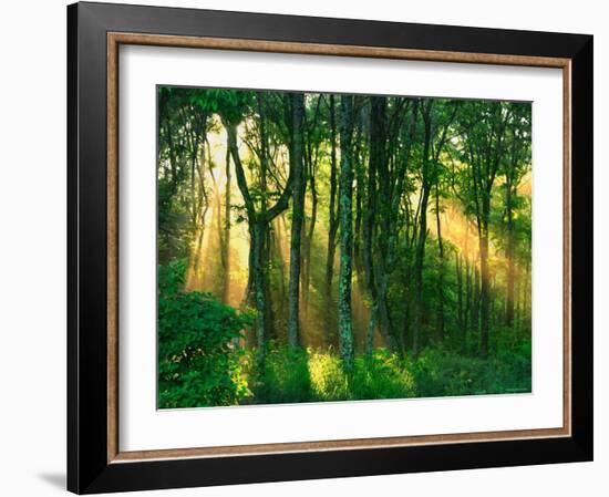 Sunbeams Through the Trees-null-Framed Photographic Print