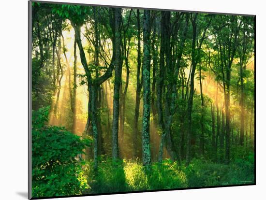 Sunbeams Through the Trees-null-Mounted Photographic Print