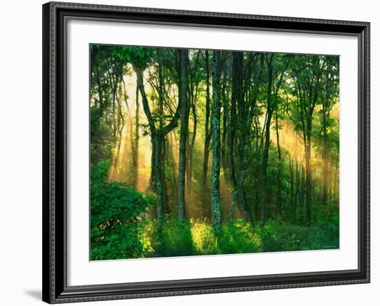 Sunbeams Through the Trees-null-Framed Photographic Print