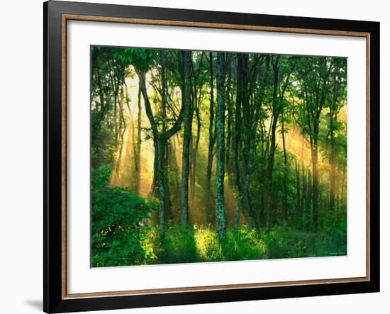 Sunbeams Through the Trees-null-Framed Photographic Print