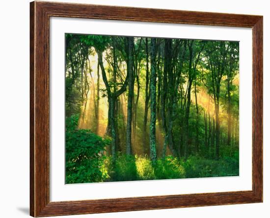 Sunbeams Through the Trees-null-Framed Photographic Print