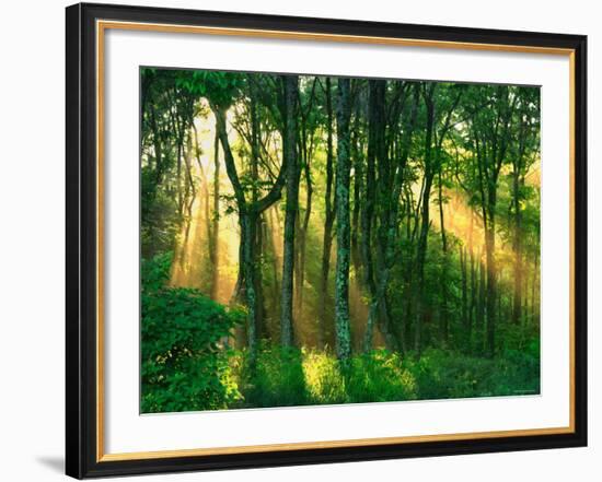 Sunbeams Through the Trees-null-Framed Photographic Print