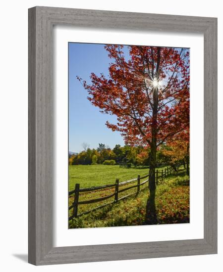 Sunburst In Fall-Brenda Petrella Photography LLC-Framed Giclee Print