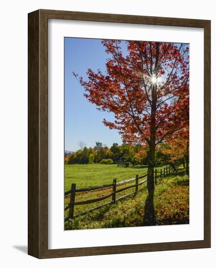 Sunburst In Fall-Brenda Petrella Photography LLC-Framed Giclee Print