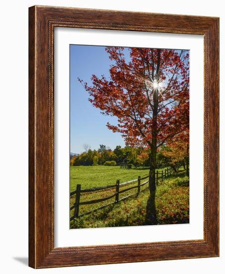 Sunburst In Fall-Brenda Petrella Photography LLC-Framed Giclee Print