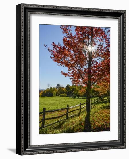 Sunburst In Fall-Brenda Petrella Photography LLC-Framed Giclee Print