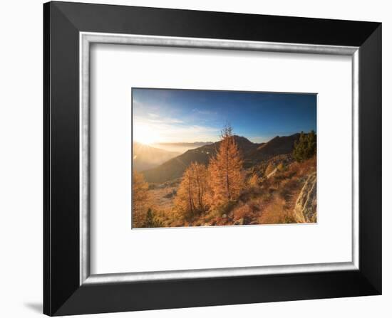 Sunburst on colorful larches during fall season, Alpe Arcoglio Valmalenco, Valtellina-Roberto Moiola-Framed Photographic Print