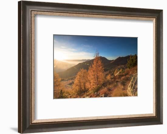 Sunburst on colorful larches during fall season, Alpe Arcoglio Valmalenco, Valtellina-Roberto Moiola-Framed Photographic Print