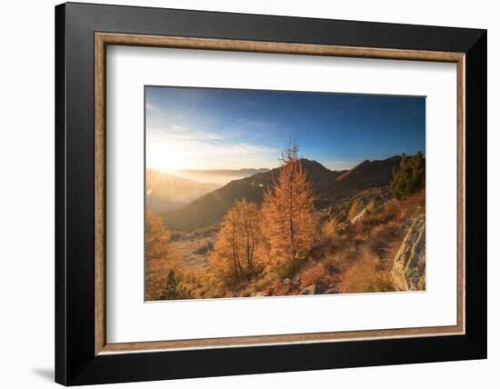 Sunburst on colorful larches during fall season, Alpe Arcoglio Valmalenco, Valtellina-Roberto Moiola-Framed Photographic Print