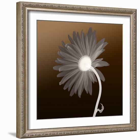 Sunburst Petals (Brown Background)-null-Framed Photographic Print