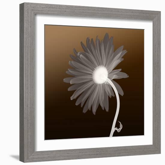 Sunburst Petals (Brown Background)-null-Framed Photographic Print