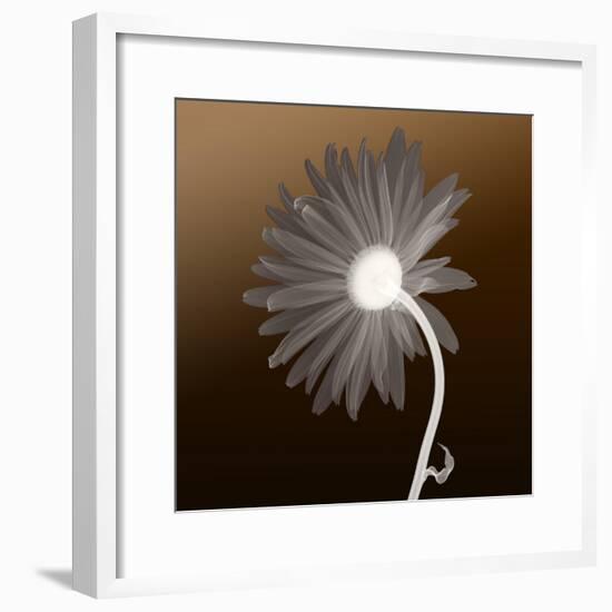 Sunburst Petals (Brown Background)-null-Framed Photographic Print