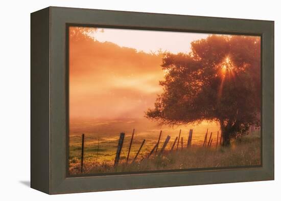 Sunburst Tree, Sunrise in Petaluma, Sonoma Valley, California-Vincent James-Framed Premier Image Canvas