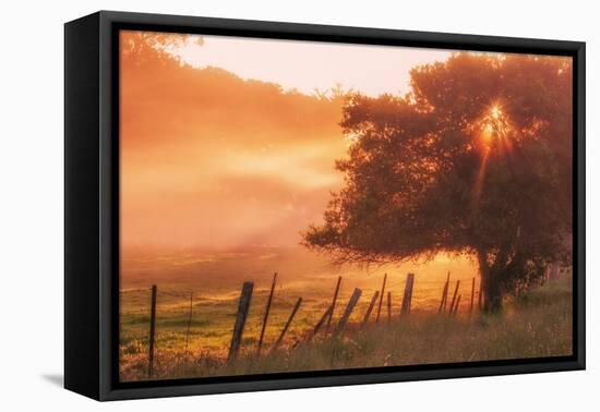 Sunburst Tree, Sunrise in Petaluma, Sonoma Valley, California-Vincent James-Framed Premier Image Canvas