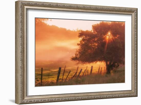 Sunburst Tree, Sunrise in Petaluma, Sonoma Valley, California-Vincent James-Framed Photographic Print