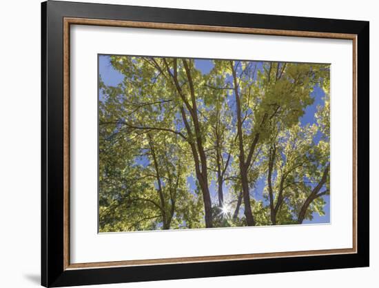 Sunburst-Don Paulson-Framed Giclee Print