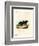 Sunda Stink Badger-null-Framed Giclee Print