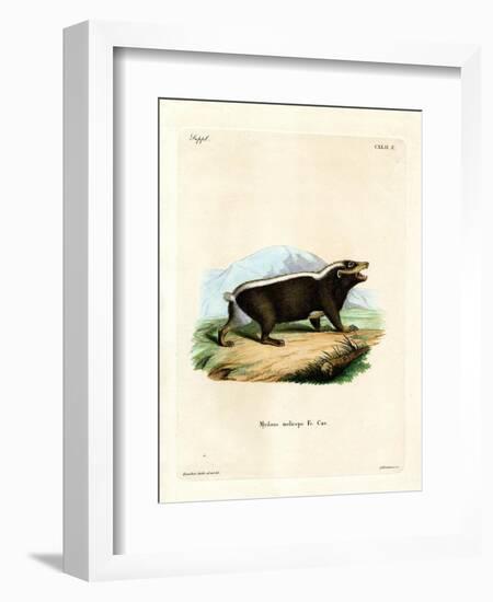 Sunda Stink Badger-null-Framed Giclee Print