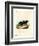 Sunda Stink Badger-null-Framed Giclee Print