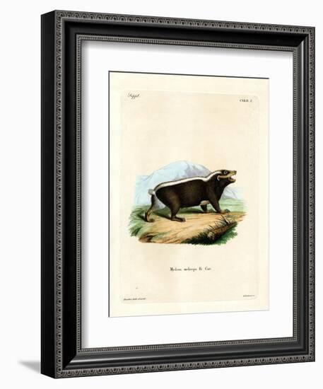 Sunda Stink Badger-null-Framed Giclee Print