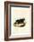 Sunda Stink Badger-null-Framed Giclee Print