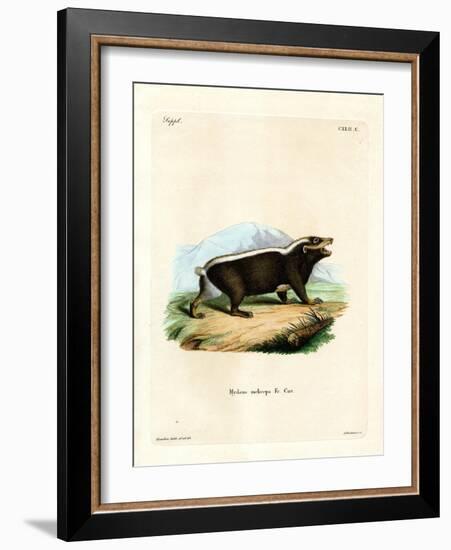 Sunda Stink Badger-null-Framed Giclee Print