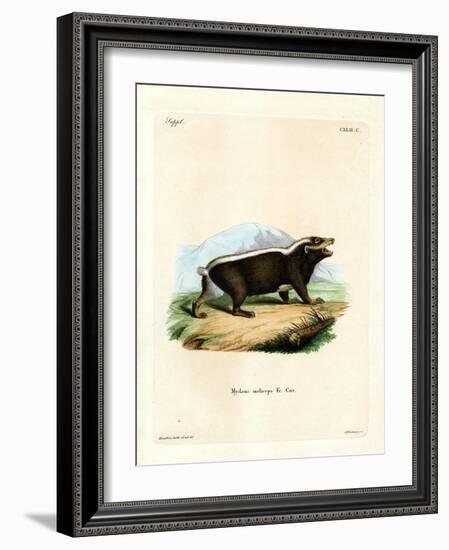 Sunda Stink Badger-null-Framed Giclee Print