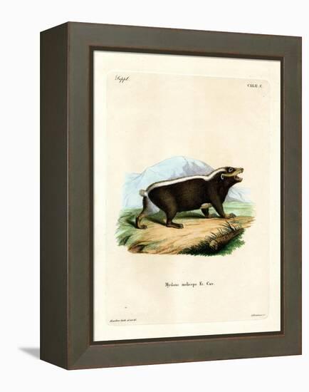 Sunda Stink Badger-null-Framed Premier Image Canvas