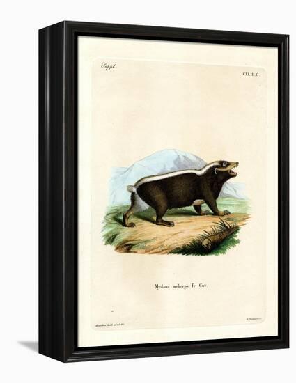 Sunda Stink Badger-null-Framed Premier Image Canvas