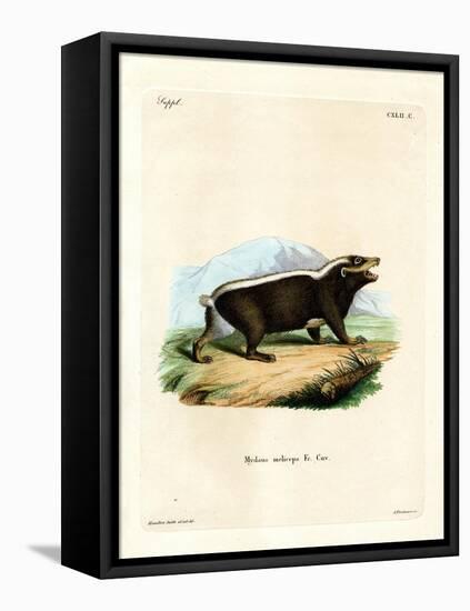 Sunda Stink Badger-null-Framed Premier Image Canvas