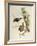 Sunda Woodpecker (Dendrocopos Moluccensis)-John Gould-Framed Giclee Print