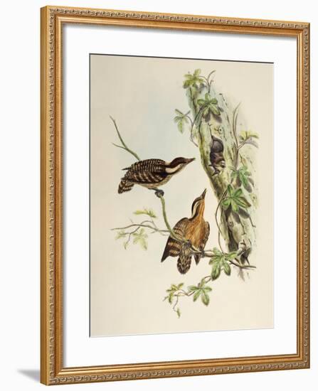 Sunda Woodpecker (Dendrocopos Moluccensis)-John Gould-Framed Giclee Print