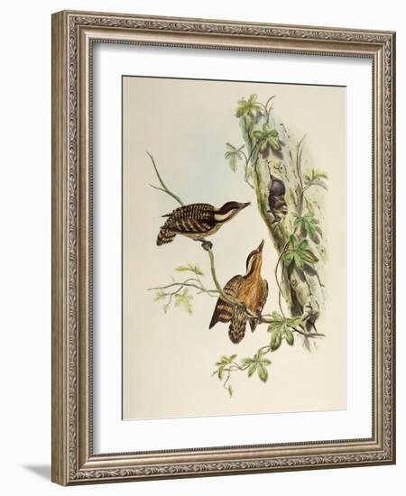 Sunda Woodpecker (Dendrocopos Moluccensis)-John Gould-Framed Giclee Print